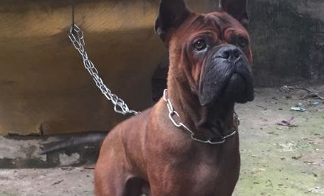 川东猎犬怎么判断生病了 川东猎犬怎么判断生病了
