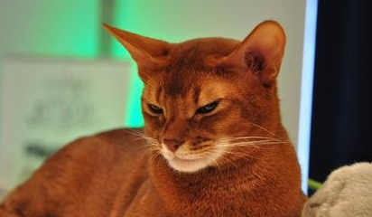 索马里猫是否粘人 索马里猫是否粘人