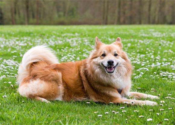 冰岛牧羊犬饲养有什么注意点 冰岛牧羊犬饲养有什么注意点