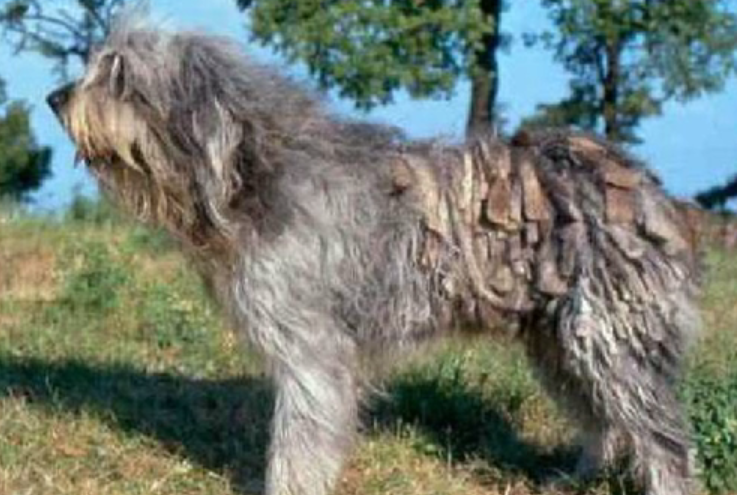 伯格马斯科犬怎么训练才听话 伯格马斯科犬怎么训练才听话