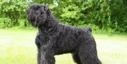 佛兰德牧牛犬哪种颜色好