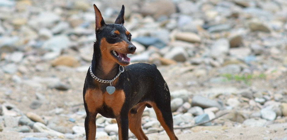 德国宾沙犬喂养技巧指南
