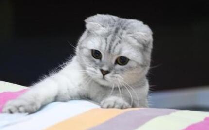 折耳猫为什么要绝育 折耳猫为什么要绝育