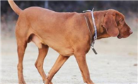 红骨猎浣熊犬训练有技巧吗