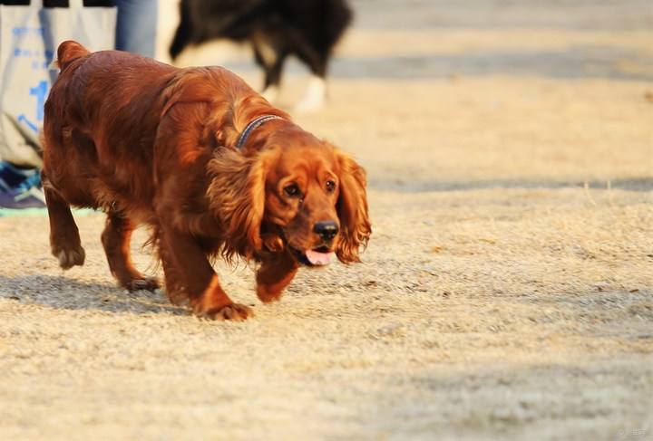田野小猎犬拉稀应该怎么做