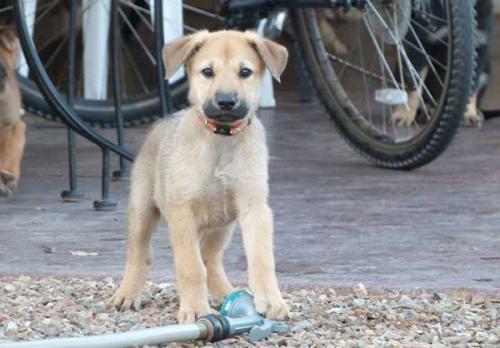 奇努克犬拉稀应该怎么做