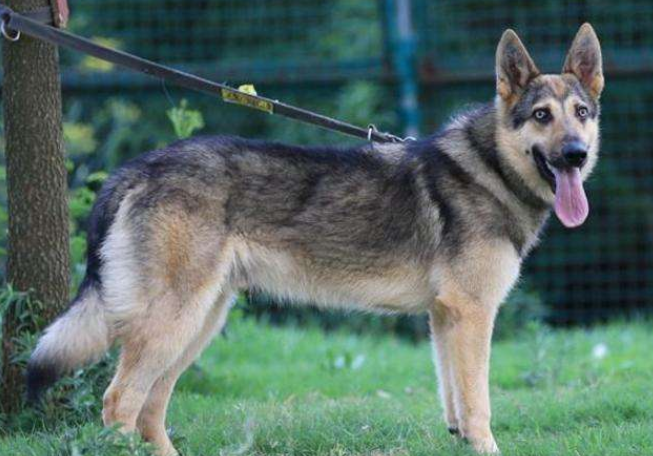 中国昆明犬训练技巧 中国昆明犬训练技巧