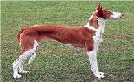 伊比赞猎犬有哪些喜好