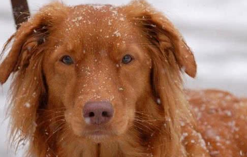 新斯科舍猎鸭犬一般多少钱 新斯科舍猎鸭犬一般多少钱