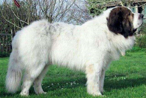 比利牛斯獒犬训练项目