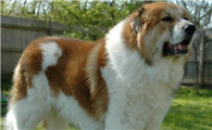中亚牧羊犬训练技巧