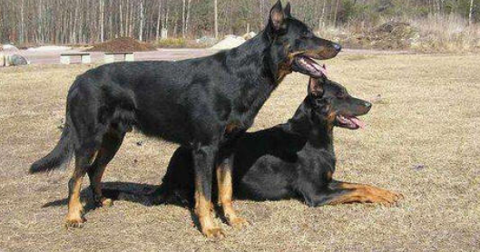 法国狼犬训练技巧