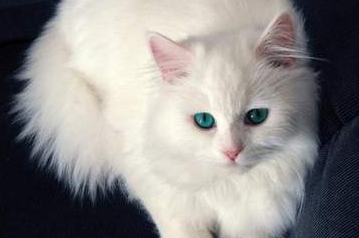 土耳其梵猫好养吗 土耳其梵猫好养吗