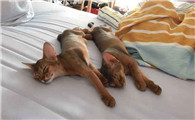 阿比西尼亚猫的体重是多少