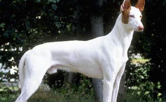 购买伊比赞猎犬的注意事项