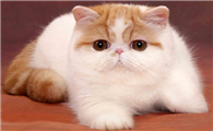 异国短毛猫的选购技巧