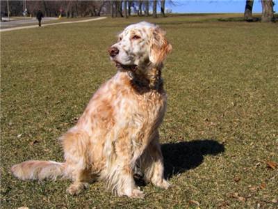 英国雪达犬哪种颜色好