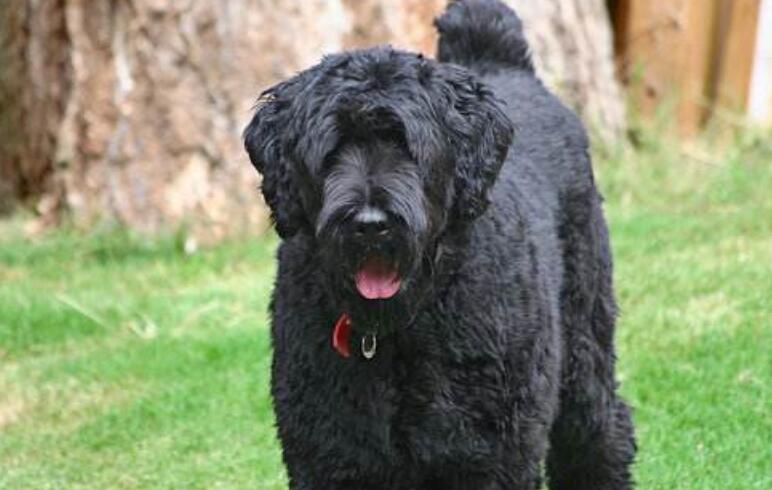 黑俄罗斯梗需要怎么教