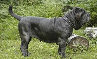 纽波利顿獒犬哪种颜色好