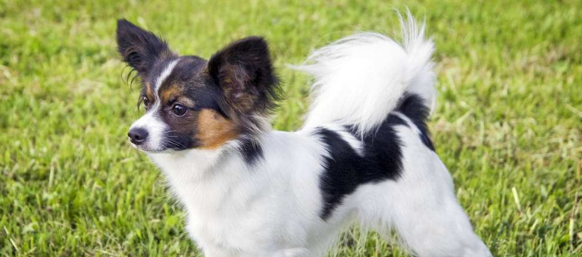 菲利犬多大产仔