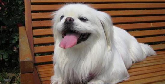 北京犬的寿命一般是多久 北京犬的寿命一般是多久