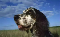 英国雪达犬攻击性很强吗