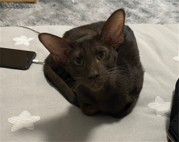 东方短毛猫聪明吗 东方短毛猫聪明吗