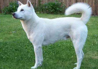 北海道犬什么时候产仔 北海道犬什么时候产仔