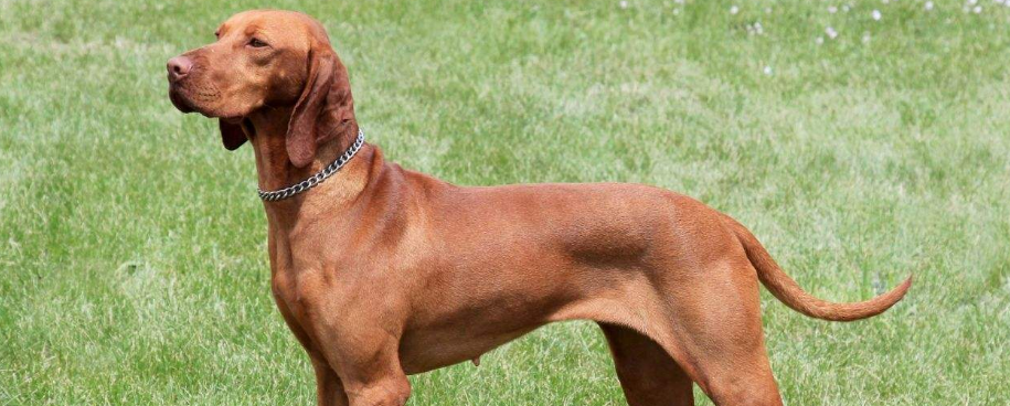 维兹拉犬吃多了吐了怎么办