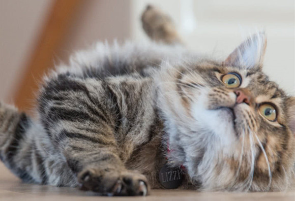 缅因猫的体重是多少