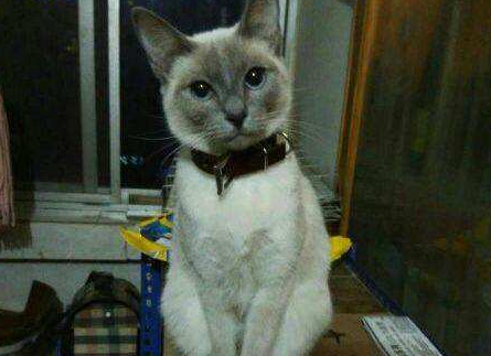 东奇尼猫适合吃什么 东奇尼猫适合吃什么