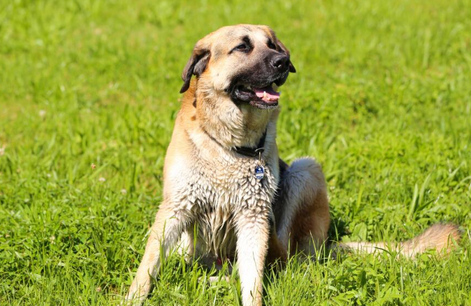安纳托利亚牧羊犬的体重是多少