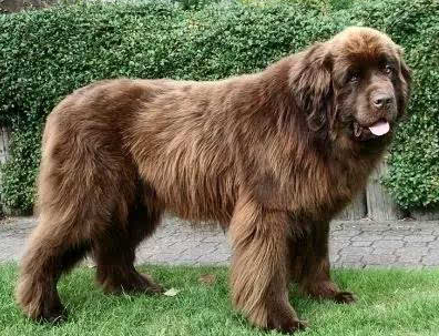 纽芬兰犬什么时候产仔 纽芬兰犬什么时候产仔