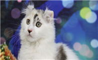 美国卷耳猫有什么特点