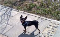 购买迷你杜宾犬的注意事项