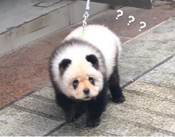 以爱狗之名,行害狗之实,狗狗的畸形之美何时了? 以爱狗之名,行害狗之实,狗狗的畸形之美何时了?