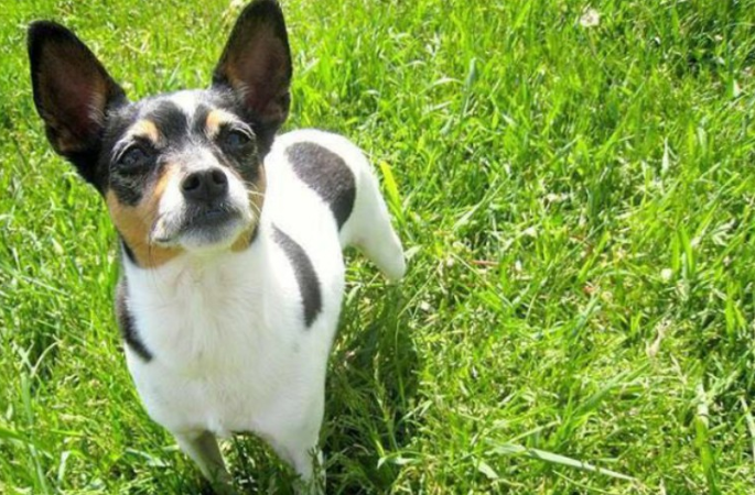 捕鼠梗犬一般有多高 捕鼠梗犬一般有多高