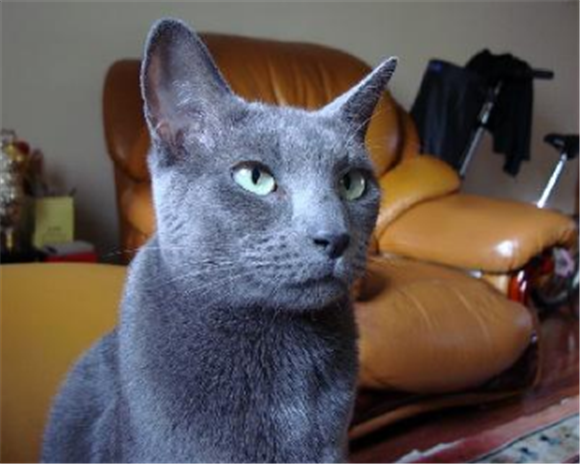 科拉特猫会发腮吗 科拉特猫会发腮吗