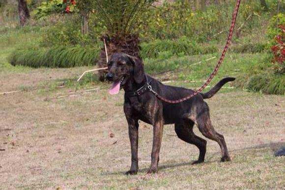 普罗特猎犬是干什么的