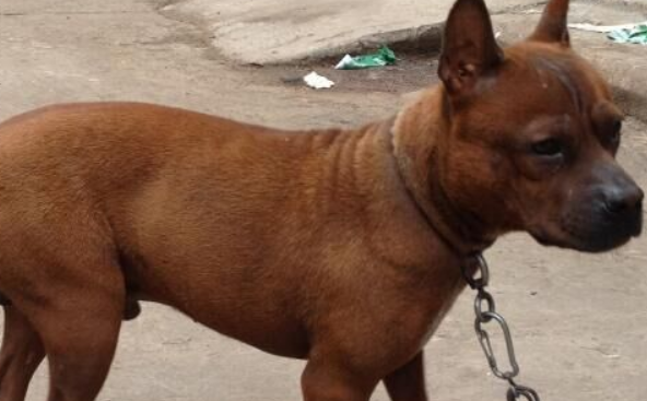 川东猎犬训练有技巧吗 川东猎犬训练有技巧吗