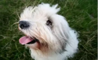 波兰低地牧羊犬起源和介绍