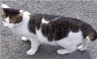 日本短尾猫不能吃什么