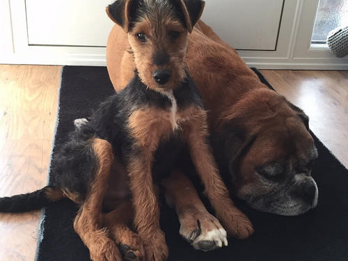 什么东西威尔士梗不能吃 什么东西威尔士梗不能吃