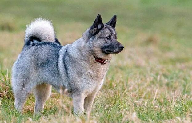 挪威伦德猎犬训练技巧