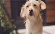 葡萄牙波登可犬饲养有什么注意点