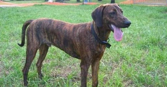 普罗特猎犬怎么判断生病了 普罗特猎犬怎么判断生病了