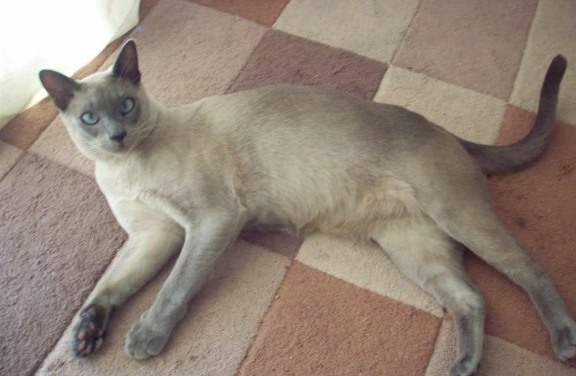 东奇尼猫聪明吗 东奇尼猫聪明吗