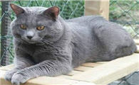 夏特尔猫的特点是什么