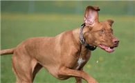 维兹拉犬训练技巧有哪些