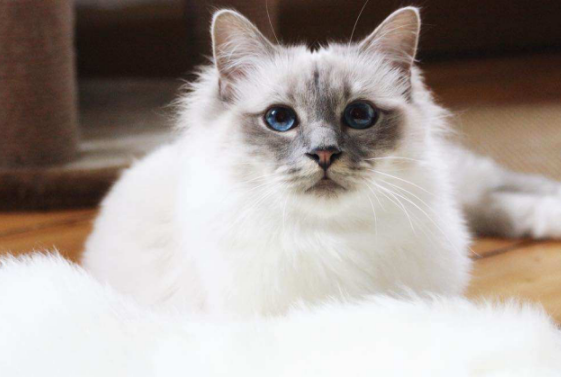 伯曼猫怎么看品相